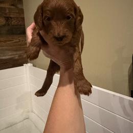 Yellow Collar - Red  female Goldendoodle puppy in Yadkinville, North Carolina from Millie’s Goldendoodles