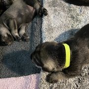 Standard Schnauzer Puppies from Stahlkrieger Standard Schnauzers
