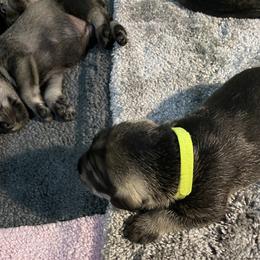 Standard Schnauzer Puppies from Stahlkrieger Standard Schnauzers