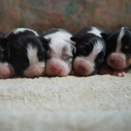 Australian Shepherd Puppies from Paint Valley Australian Shepherds