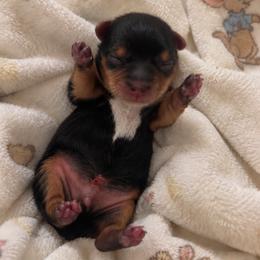 Roo - Black and tan male Yorkshire Terrier puppy in West Fargo, North Dakota from A Yorkie Tale | Toy Poodles