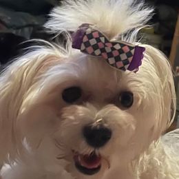 Liebe - Maltese