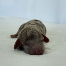 Ember - Dapple male Dachshund puppy in Sacramento, California from HEFFERNAN HOUNDS