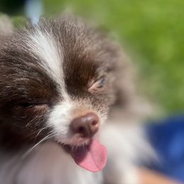 Dolce - Pomeranian