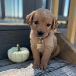 Rosie - Golden female Golden Retriever puppy in Wolcott, Indiana from Sunnyside Meadows Goldens
