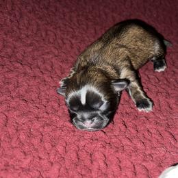 Shih Tzu Puppies from Lavender Lane Tzus
