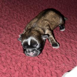 Shih Tzu Puppies from Lavender Lane Tzus