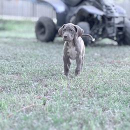 Espresso - Chocolate female Great Dane puppy in Montgomery, Texas from KD Sweet Southern Danes