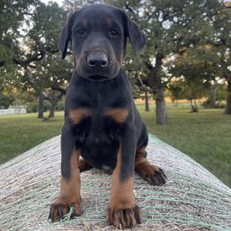 Sarge - Black and rust male Doberman Pinscher puppy in Boyd, Texas from Team Feem Breeders
