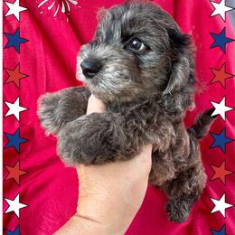 Shadow - Blue merle male Assorted Doodle Crosses puppy in Coal City, Indiana from Angel Blue Dogs
