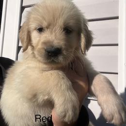 Red - Golden female Golden Retriever puppy in Jesup, Georgia from Painted Platinum Retrievers (Painted Platinum Kennel) PPK