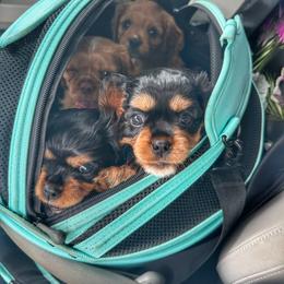 Cavalier King Charles Spaniel Puppies from Enchanted Cavaliers