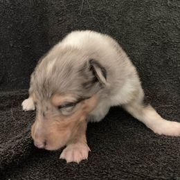 Eddie - Blue merle and white male Collie puppy in Yulee, Florida from Three Collie Farm