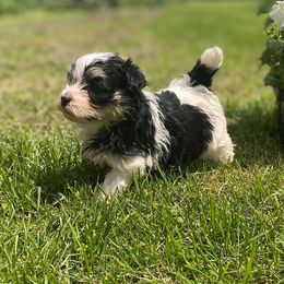 Havanese from SC kennels