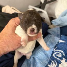 Baxter - Parti male Miniature Schnauzer puppy in College Station, Texas from Fran’s Miniature Schnauzers
