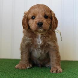 Fern - Apricot male Cavapoo puppy in Springtown, Texas from North Texas Puppies