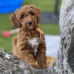 Australian Labradoodle Puppies from Cascade Canyon Labradoodles