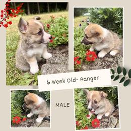 Boy 2 - Sable male Pembroke Welsh Corgi puppy in Maryville, Tennessee from R & T Farms