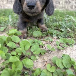 Girl 2 - Blue and tan female Dachshund puppy in Mount Pleasant, Texas from Swaffords Dachshund Kingdom