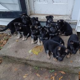 German Shepherd puppies from Hillside Shepards