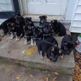 German Shepherd puppies from Hillside Shepards
