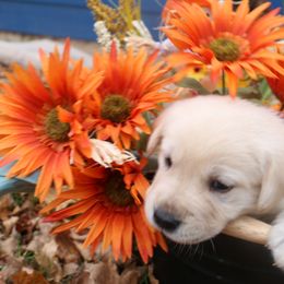 Green - Yellow male Labrador Retriever puppy in Lawton, Michigan from DuckAlly Kennel