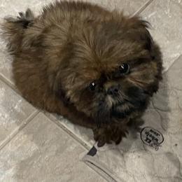 Hanson - Red male Shih Tzu puppy in Spring, Texas from Precious Tzu Crew