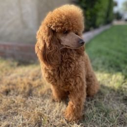 Kobey - Poodle