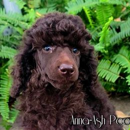 Poodle Puppies from Anna-Ash Poodles