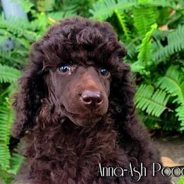 Poodle Puppies from Anna-Ash Poodles