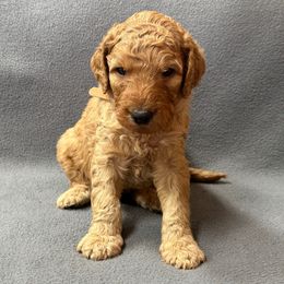 Brown - Red  male Goldendoodle puppy in Rockford, Ohio from 419 Goldendoodles