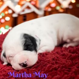 Martha May - White and black female Dalmatian puppy in Whitwell, Tennessee from Rock a Dalmatian “RockADal”