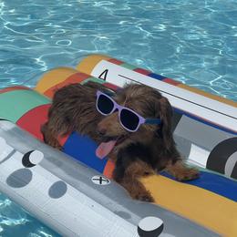 Brownie - Dachshund