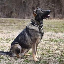 Sansa - German Shepherd
