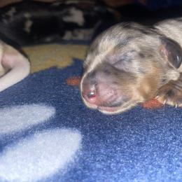 Boy 4 - Dapple male Dachshund puppy in Tennessee Colony, Texas from Hairy Wieners