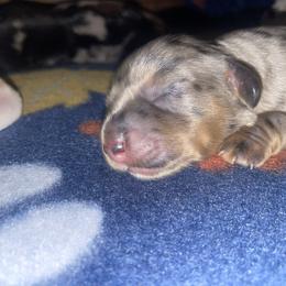Boy 4 - Dapple male Dachshund puppy in Tennessee Colony, Texas from Hairy Wieners