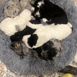 Assorted Doodle Crosses, Bernedoodle, and Poodle Puppies from ‘Mut’zger Doodles