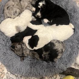 Assorted Doodle Crosses, Bernedoodle, and Poodle Puppies from ‘Mut’zger Doodles