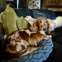Louie - Dachshund