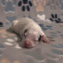 Speckle - White female Pomsky puppy in Clarkston, Utah from Red Rock Ranch Breeders