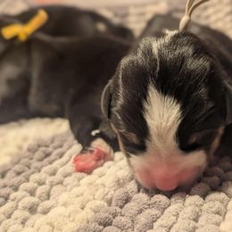 Boy 9 - Black, white and red male Greater Swiss Mountain Dog puppy in Hockessin, Delaware from Simply Swissies