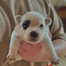 Girl 1 - Blue mottled female Australian Cattle Dog puppy in Hurley, Virginia from BoardCamp Kennels-AKC Australian Cattle Dogs