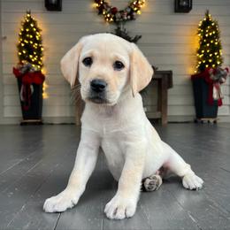 Light Blue Collar - Yellow male Labrador Retriever puppy in Husser, Louisiana from Kristen