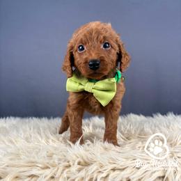 Peely - Red  male Goldendoodle puppy in Utah County, Utah from Big Hearted Breeders