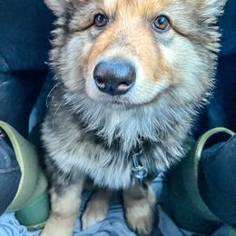 Native American Indian Dog Puppies from Seven Sisters Canids