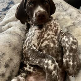 German Shorthaired Pointer Puppies from Valor Hill Kennels
