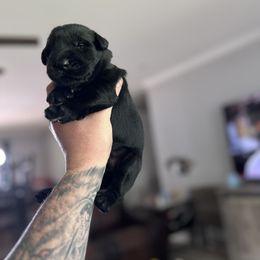 Giant Schnauzer Puppies from Toledo Bend Giants Vom Zitronen