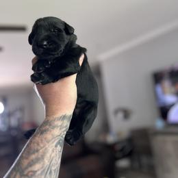 Giant Schnauzer Puppies from Toledo Bend Giants Vom Zitronen