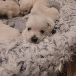 Boy - White male West Highland White Terrier puppy in Hoschton, Georgia from AKC  Westie World