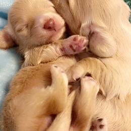 Dachshund Puppies from Hillside Hounds